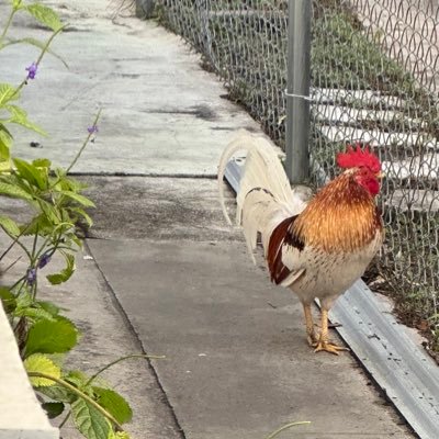 hiamanpa's profile picture. former lion, future speck of dust •she•her