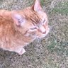 AliceGreatwood1's profile picture. I am the master of my home and the human’s are my slaves…they don’t do a bad job 😹