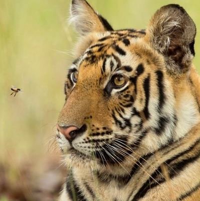 DimondGagan's profile picture. 🐯🐯🐯🐯🐯🐯🐯🐯🐯🐯🐯🐯🐯🐯🦁🦁🦁🦁🦁🦁🦁🦁🦁🦁🦁🦁🦁🦁🐅🐅🐅🐅🐅🐅🐅🐅🐅🐅🐅🐅🐅🐅🐆🐆🐆🐆🐆🐆🐆🐆🐆🐆🐆🐆🐆🐆🐱🐱🐱🐱🐱🐱🐱🐱🐱🐱🐱🐱🐱🐱🐺🐺🐺🐺🐺🐺🐺🐺🐺🐺