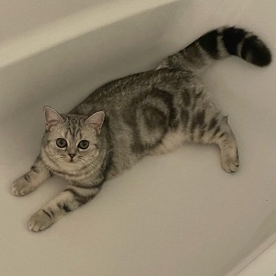 origami_dog's profile picture. e