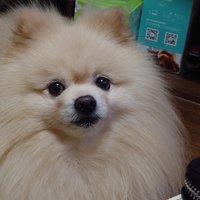じぽ (@zippo2502) 's Twitter Profile