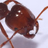 ObscureAccretion (@dweevil3) 's Twitter Profile
