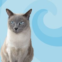 Ziggmeister Cat(@ZiggmeisterCat) 's Twitter Profile Photo