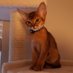 Sir Keegan - Conservative Cat. (@mike04692) Twitter profile photo Sir Keegan - Conservative Cat. (@mike04692) Twitter profile photo