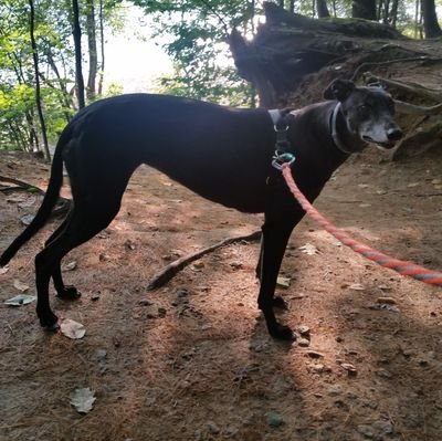 Retired greyhound from FL. Registered name is B's Sweet Adalyn
Taking over this profile from my brother Tyler- aka Flight Ticket-RIP