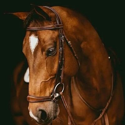 FOVM52..Zu
Graduated
يفوز ذوو النية الطيبة في النهايات مهما تعددت خساراتهم 🌿❣
Semi writer✍
اللهم حبًا حلالًا طيبًا مباركًا فيه لا معصية فيه ولا ذنب♥Ahmed