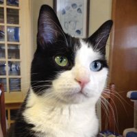 George, Serial Killer of Inanimate Objects (@alexandralsmit2) 's Twitter Profile Photo George, Serial Killer of Inanimate Objects (@alexandralsmit2) 's Twitter Profile Photo