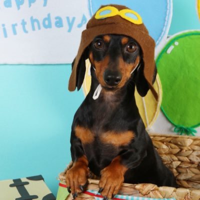 evenopapa's profile picture. 癒しはワンコとビール。愛犬はミニチュアダックスのイヴ(6才♂)とカイ(5才♂)🐶ビールはサッポロ推し⭐️