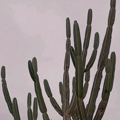 GilsonboraF's profile picture. Bora Bora Bora