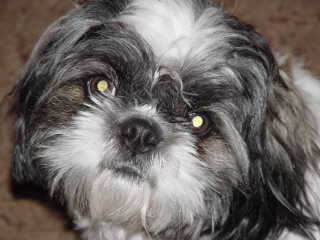 whitleyfan41102's profile picture. Loves music, playing on the computer, and meeting new people.