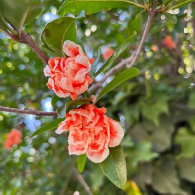 Estebancossg's profile picture. 