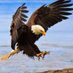 Eagle Decoration (@eagledecoration) Twitter profile photo Eagle Decoration (@eagledecoration) Twitter profile photo