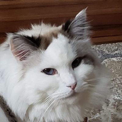 CattyKit Profile