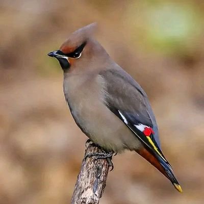 OduorOnyango10's profile picture. Political Panther(ODM PARTY)