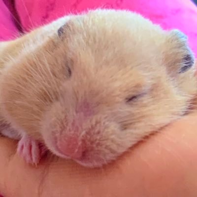 onemumarronchan's profile picture. 