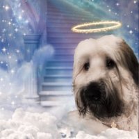 Murphy🌈 and Rosie (@elfinirish) 's Twitter Profile Photo Murphy🌈 and Rosie (@elfinirish) 's Twitter Profile Photo
