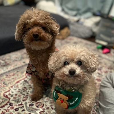 犬と無縁だった私がトイプードルと生活する。I,who had no relationship with dogs,now live with a toy poodle
無言フォロー失礼します🙇無言フォロー歓迎です😊
犬好きさん、動物好きさんよろしくお願いします🙏