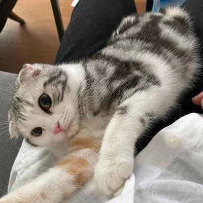 hirosophist's profile picture. 含み益増大中、株は現物