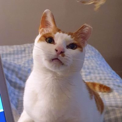진꿀벌_Jinnさんのプロフィール画像