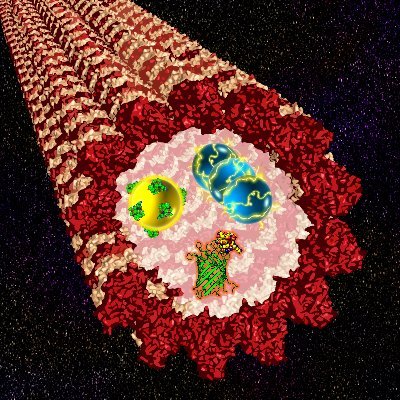 Associate Prof. at Tottori Univ., Japan. Nagano→Nagoya Univ.→Kyoto Univ.→UIUC→Here. Microtubules, Peptides, Proteins, Chemistry, etc. JST ACT-X, JST FOREST (創発)