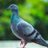 はと🕊皆様に感謝です🙇のアイコン