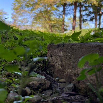 前はFPSをやってたけど今はやる元気が出ないので健康生活になりました。