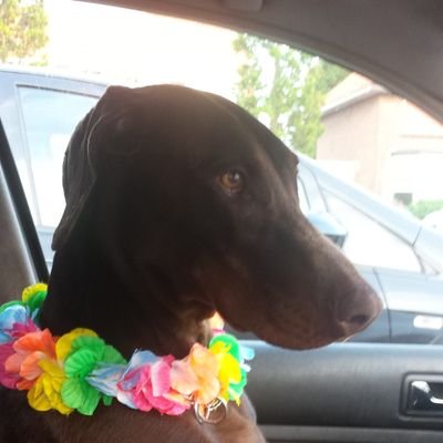 KatyWennekers's profile picture. Animais são anjos de Deus