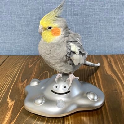 チラ見オカメ「ニコ」の飼い主。ニコ:2014年3月16日生まれ オカメインコ動画→ https://t.co/0gzeqEPxcS グッズ→ https://t.co/U0euwjJcMZ