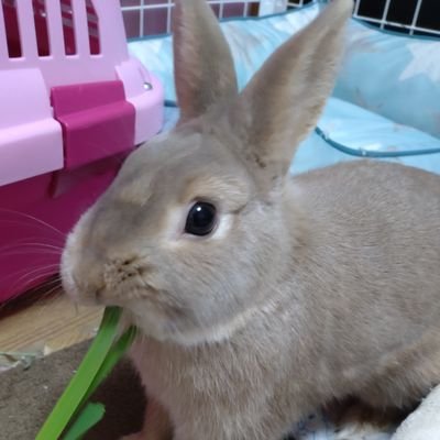ハムスター1匹、うさぎ1羽(ネザーランドドワーフ 2022.2.13🎂)と生活。もふもふ天国。
うちの子の写真やたまにハムとうさぎのイラスト垂れ流します。
ぷゆち🐰→#ぷゆち成長記録
🐹ちゃんズ→#うちのハム記録
※無断転載お断り※