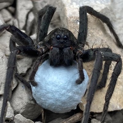 Italian_Spiders's profile picture. Stay tuned for the latest arachnological news from Italy! Posted by Marco Isaia's Lab (Department of Life Sciences and Systems Biology, University of Torino).