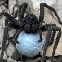 Italian Spiders (@italian_spiders) 's Twitter Profile