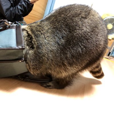 アイコンとtweetしてる画像や動画のアライグマは今は天国にいます。好きなものはアライグマ 台湾茶 紅茶 Bish Perfume 甘い物 台湾 スペイン Key作品 ゴヤ ヒエロニムスボッス 旦那あとなんか色々