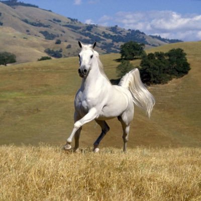 najem_sheran's profile picture. 