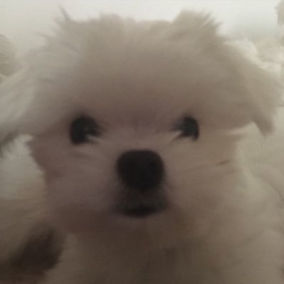 dewyeonko's profile picture. 