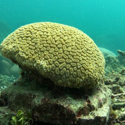 Biólogo dedicado a la restauración de Ecosistemas Marino Costeros y conservación de especies