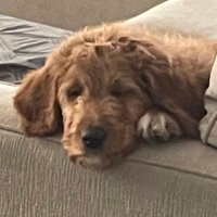 GoldenGunner2022 (@goldengunner24) 's Twitter Profile