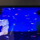 Daniel Cavanaugh - @RoboCav - Twitter