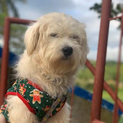 HopeLequin's profile picture. godspeed