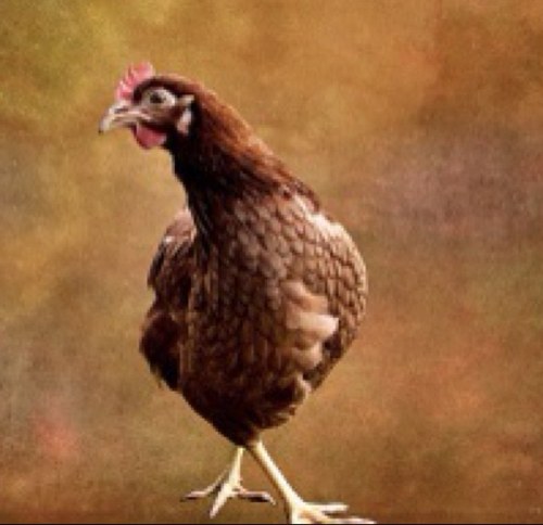 thomwermers's profile picture. 