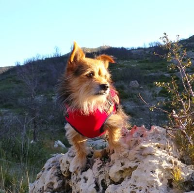misantropitecus's profile picture. 