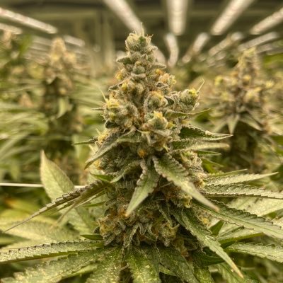 SecretCannabis's profile picture. Anonymous cannabis insights