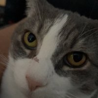 Big JeIIs (@mistajells) Twitter profile photo