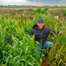 elkot82's profile picture. wheat breeding and Biotechnology, Wild wheat, disease resistance