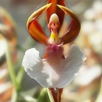 PerrucciAnesia's profile picture. 