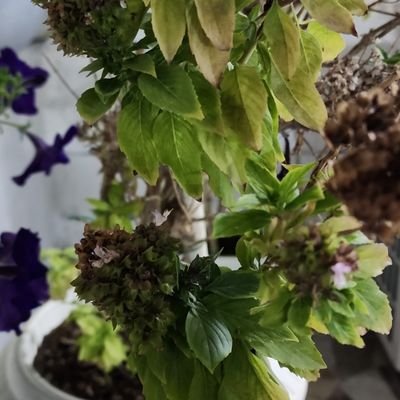 AlMakhzomi's profile picture. ‏‏‏