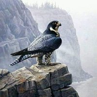 خالد الشريفي (@shreefe2020) 's Twitter Profile