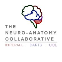 The Neuroanatomy Collaborative(@NeuroAnatCollab) 's Twitter Profile Photo