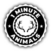 1 Minute Animals(@1MinuteAnimals) 's Twitter Profile Photo