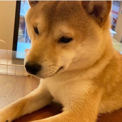 2020年7月11日生/男の子/好物:鳥刺し/特技:発見　DMお断り※ブロックします