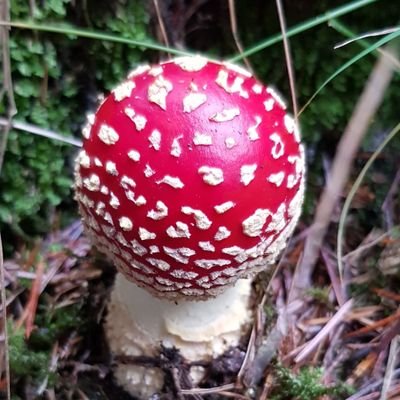 FlyAgarica Profile Picture